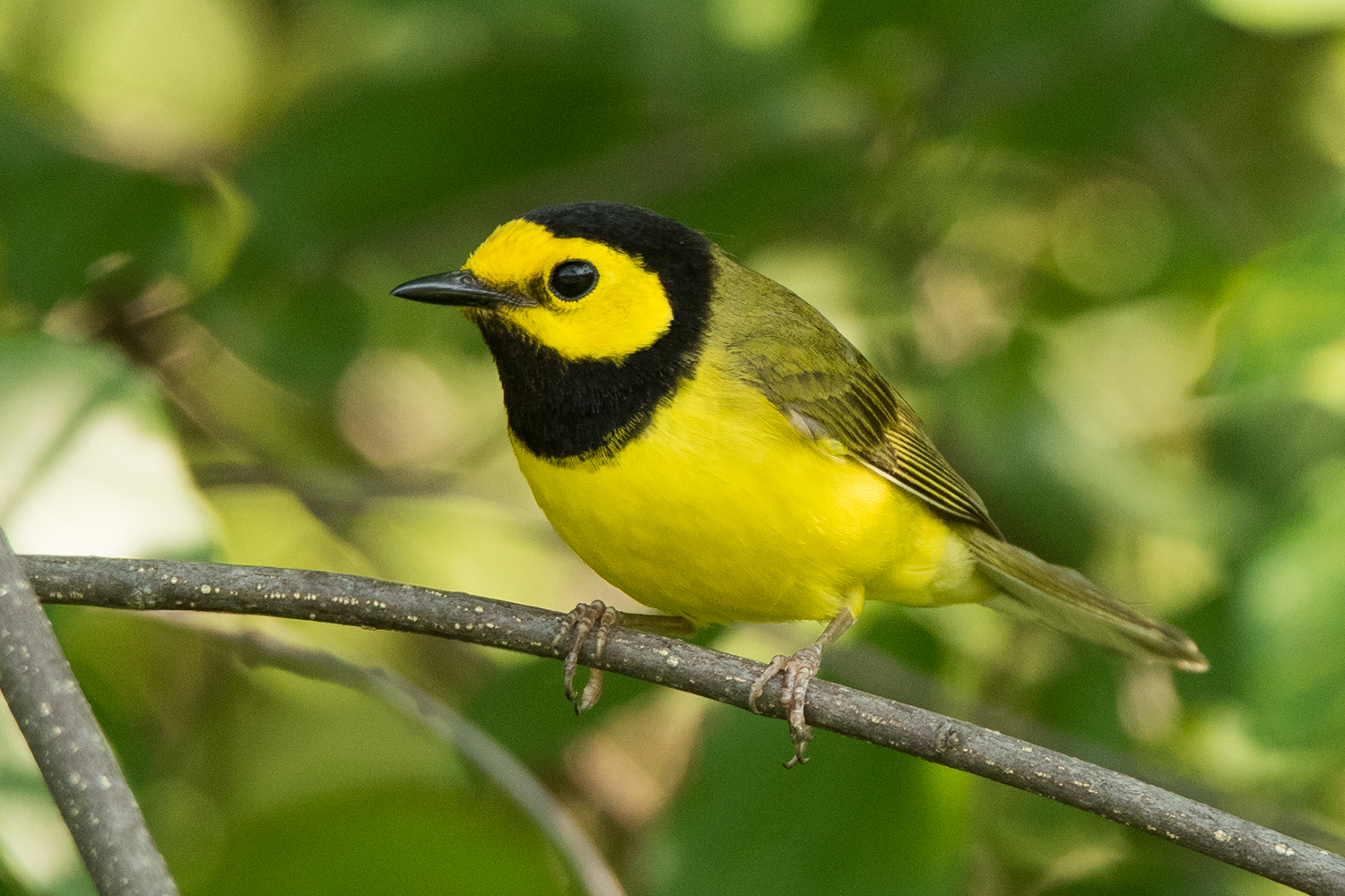 image of bird