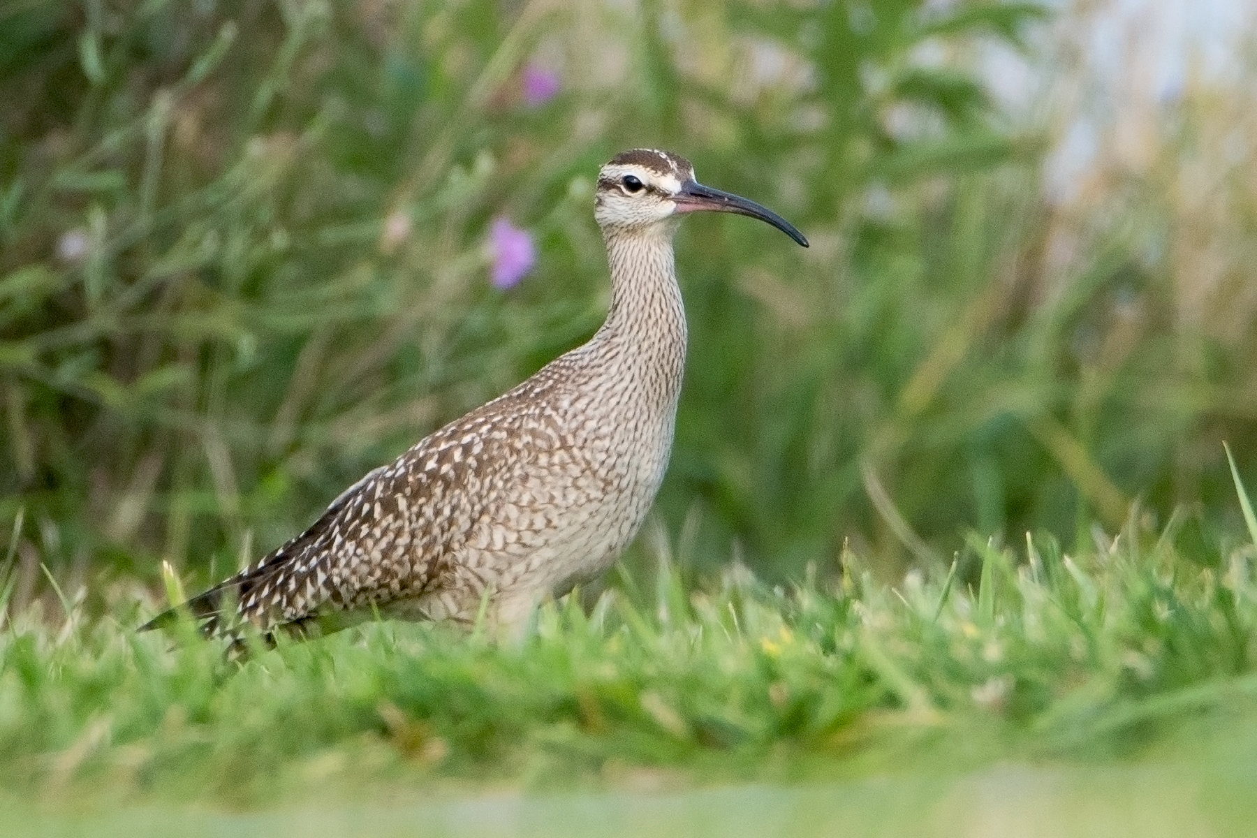 image of bird