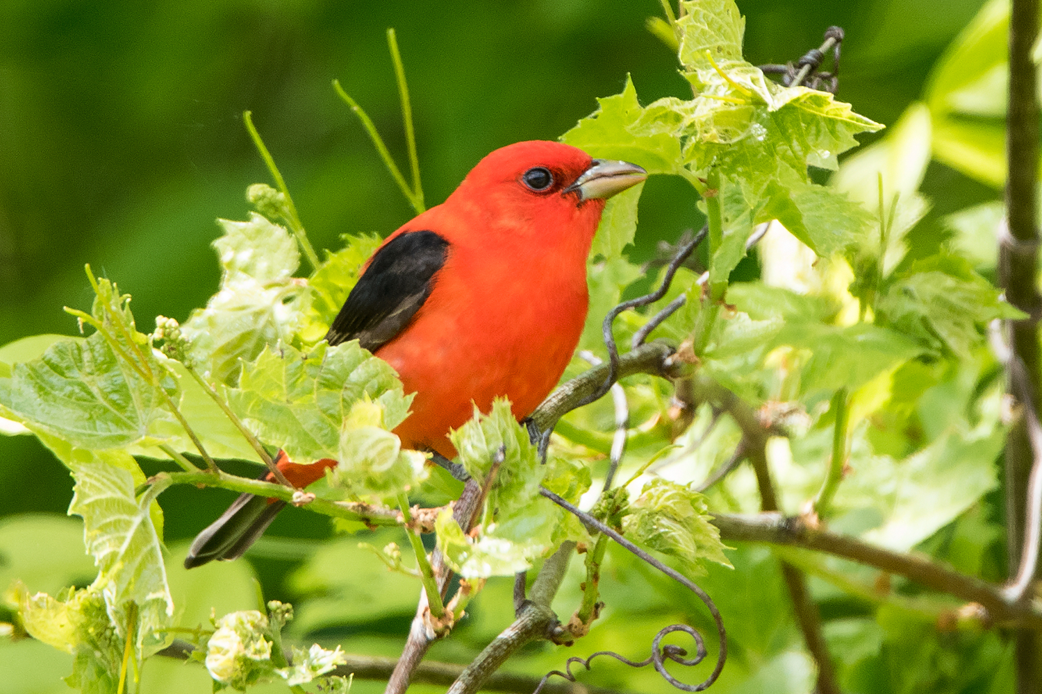 image of bird