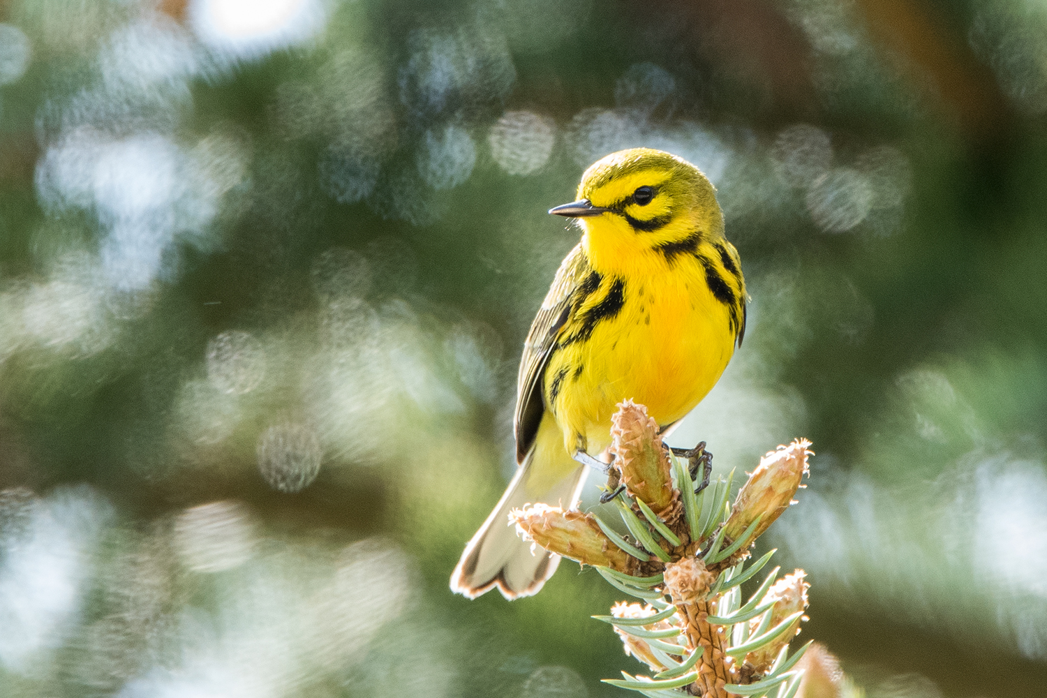 image of bird