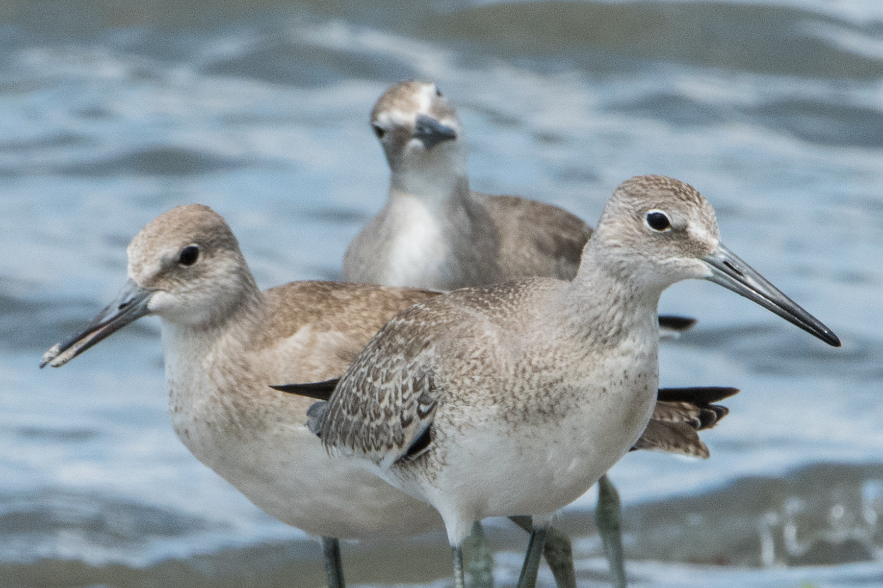 image of bird