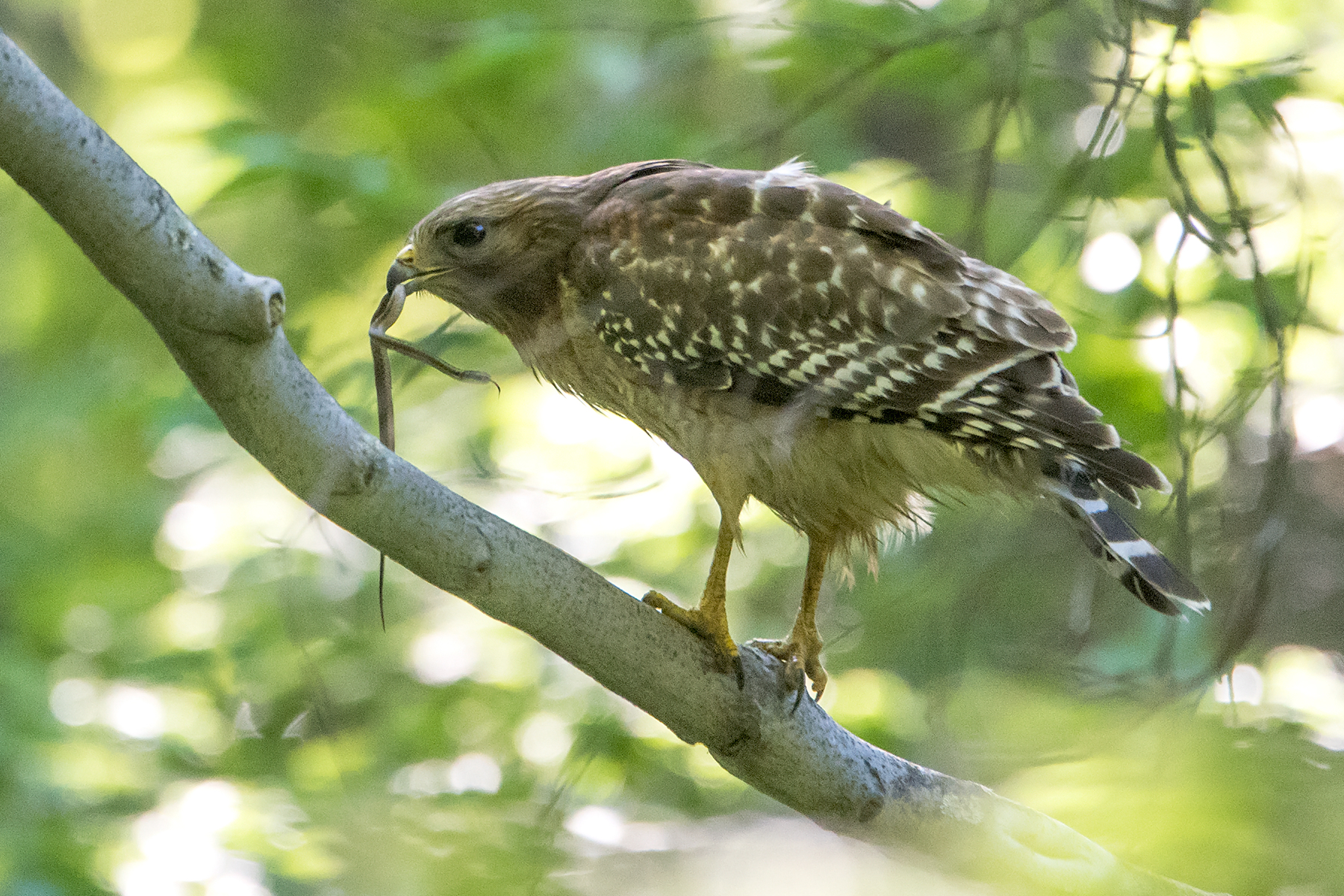 image of bird