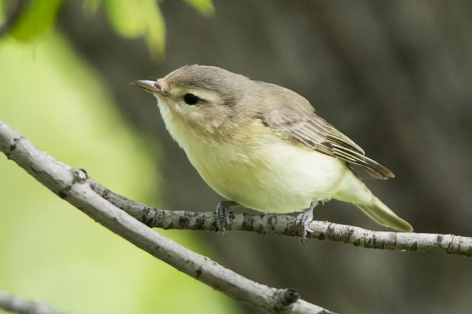 image of bird