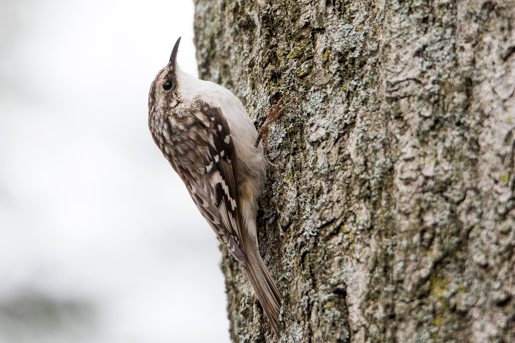 image of bird